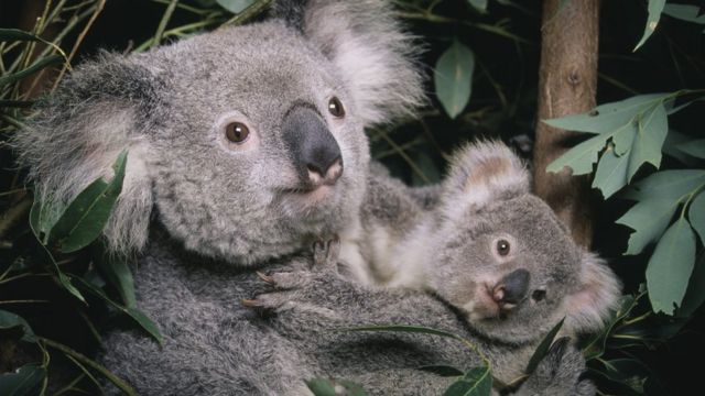 Image result for australia flag
